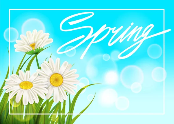 Spring daisies background fresh green grass, pleasant juicy spring colors. Spring handwriting Lettering. Vector, template, illustration, isolated — Stock Vector