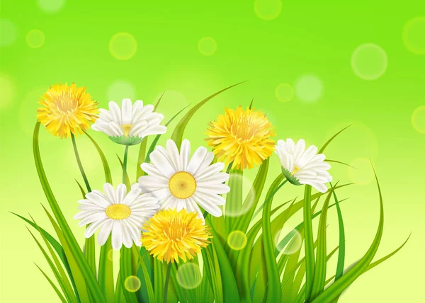 Свіжа весна соковита ромашка і кульбаби квіти і зелена трава, вектор, шаблон, ілюстрація, ізольовані — стоковий вектор