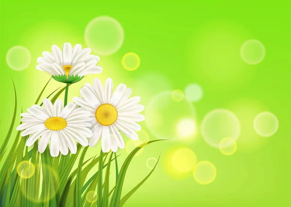Весняні ромашки фон свіжа зелена трава, приємні соковиті весняні кольори, вектор, ілюстрація, шаблон, банер, ізольовані — стоковий вектор