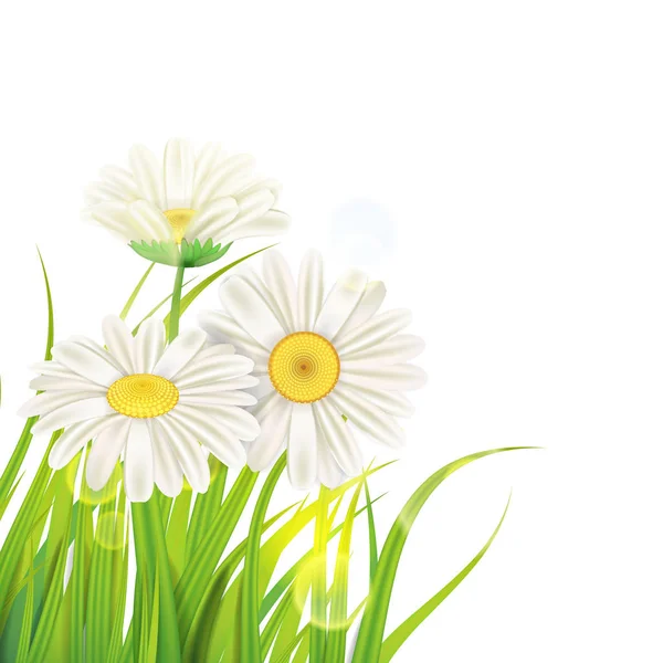 Spring daisies background fresh green grass, pleasant juicy spring colors, vector, illustration, template, banner, isolated — Stock Vector