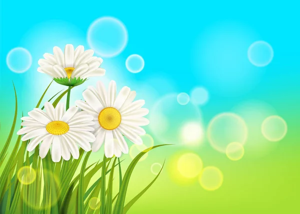 Spring daisies background fresh green grass, pleasant juicy spring colors, vector, illustration, template, banner, isolated