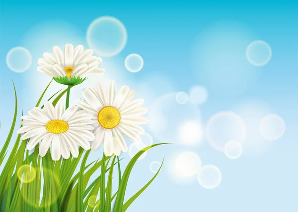 Spring daisies background fresh green grass, pleasant juicy spring colors, vector, illustration, template, banner, isolated