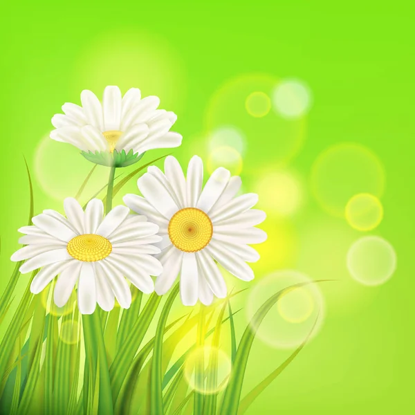 Flores frescas de manzanilla jugosas primavera y hierba verde, vector, plantilla, ilustración, aislado — Vector de stock