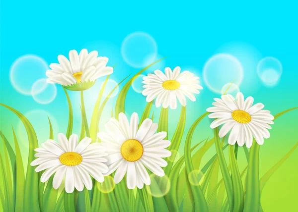 Весняні ромашки фон свіжа зелена трава, приємні соковиті весняні кольори, вектор, ілюстрація, шаблон, банер, ізольовані — стоковий вектор