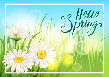 Afiş, web, el ilanı için şablon arka plan bahar papatyalar, Bahar, yazı chamomiles sulu yeşil çimen. Vektör illüstrasyon izole.