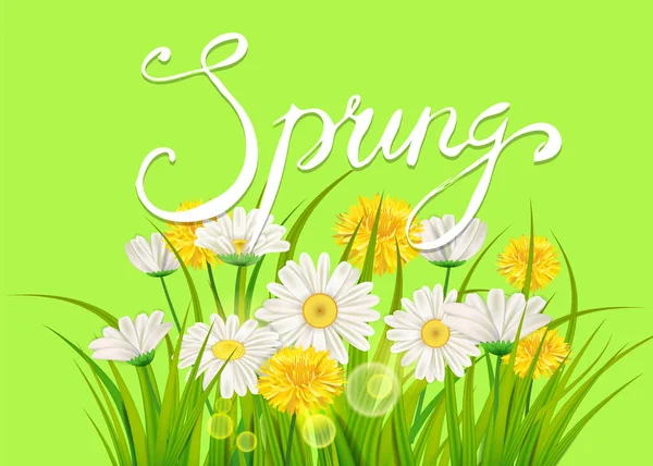Tavaszi százszorszépek, lédús chamomiles pitypang zöld betűkkel. Tavaszi fű háttér sablon a bannerek, web, szórólap. Vektoros illusztráció elszigetelt. — Stock Vector