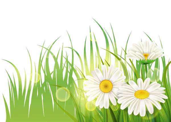 Весняна квітка ромашки соковитий, ромашки зелена трава фон Шаблон для банерів, Інтернету, флаєра. Векторні ілюстрації ізольовані . — стоковий вектор
