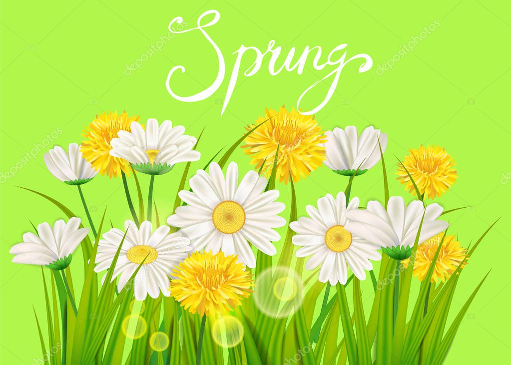 Spring daisies, chamomiles dandelions juicy green lettering Spring grass background