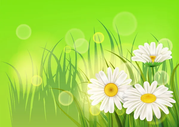 Spring flower daisy juicy, chamomiles green grass background Template for banners, web, flyer. Vector illustration isolated.