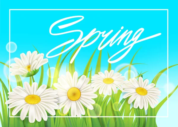 Friss tavaszi lédús Kamilla virág és zöld fű. Tavaszi kézírás betűkkel. Vektor, template, illusztráció, elszigetelt — Stock Vector