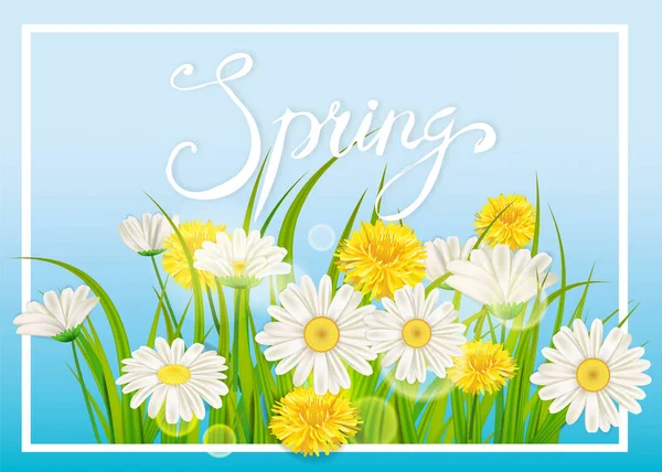 Tavaszi százszorszépek, lédús chamomiles pitypang zöld betűkkel. Tavaszi fű háttér sablon a bannerek, web, szórólap. Vektoros illusztráció elszigetelt. — Stock Vector