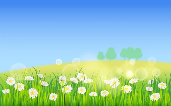 Spring field of flowers of daisies, chamomile and green juicy grass, meadow, blue sky, white clouds. Vector, illustration, isolated, template, banner, flyer — Stock Vector