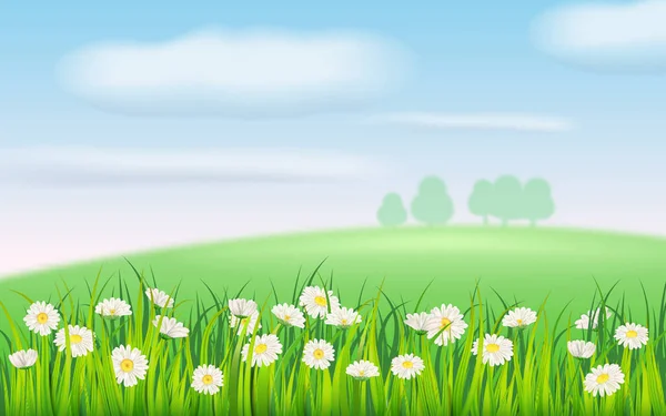 Campo de primavera de flores de margaritas, manzanilla y hierba jugosa verde, prado, cielo azul, nubes blancas. Vector, ilustración, aislado, plantilla, banner, folleto — Archivo Imágenes Vectoriales