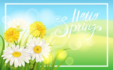 Bahar papatyalar, chamomiles dandelions sulu yeşil bahar çimen arka plan şablonu afiş, web, el ilanı için yazı. Vektör illüstrasyon izole.