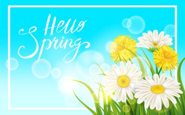 Bahar papatyalar, chamomiles dandelions sulu yeşil bahar çimen arka plan şablonu afiş, web, el ilanı için yazı. Vektör illüstrasyon izole.