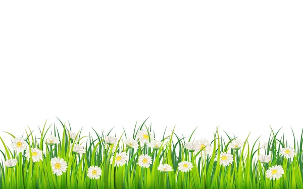 Campo de primavera de flores de margaridas, camomila e grama suculenta verde, prado. Vetor, ilustração, isolado, modelo, banner, panfleto —  Vetores de Stock