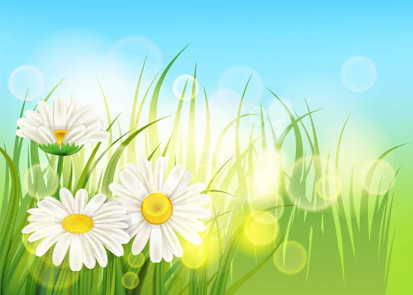 Tavaszi virág daisy lédús, chamomiles zöld fű háttér sablon banner, web, szórólap. Vektoros illusztráció elszigetelt. — Stock Vector