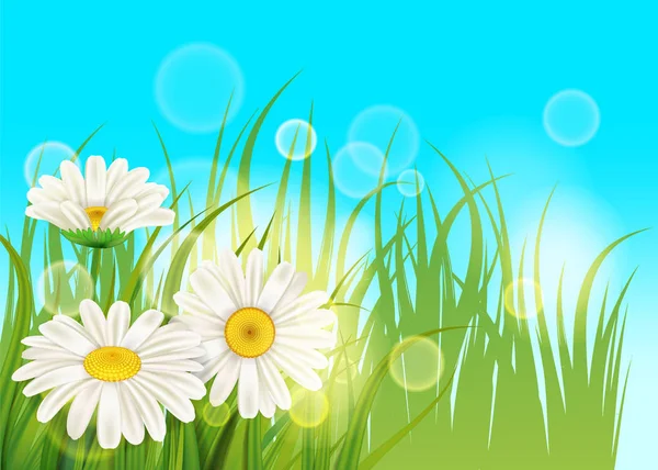 Primavera flor margarita jugosa, manzanillas verde hierba fondo plantilla para pancartas, tela, volante. Ilustración vectorial aislada . — Vector de stock