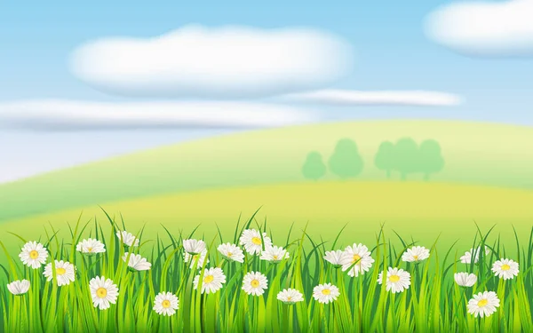 Campo de primavera de flores de margaritas, manzanilla y hierba jugosa verde, prado, cielo azul, nubes blancas. Vector, ilustración, aislado, plantilla, banner, folleto — Archivo Imágenes Vectoriales