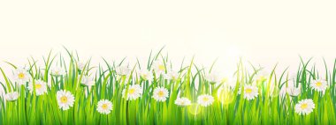 Şablon arka plan bahar alan çiçek papatya ve yeşil sulu ot, çayır, mavi gökyüzü, beyaz bulutlar. Vektör, illüstrasyon, izole, afiş, el ilanı