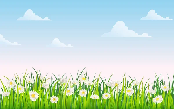Câmpul de primăvară al florilor de margarete, mușețel și iarbă verde suculentă, luncă, cer albastru, nori albi. Vector, ilustrație, izolat, șablon, banner, flyer — Vector de stoc