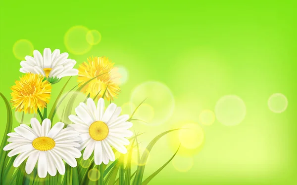 Весняна квітка ромашки соковиті, ромашки жовті кульбаби зелена трава фон Шаблон для банерів, Інтернету, флаєра. Векторні ілюстрації ізольовані . — стоковий вектор