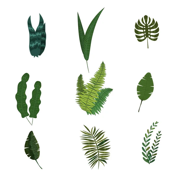 Conjunto de folhas tropicais flora selva desenho animado estilo vetor isolado — Vetor de Stock