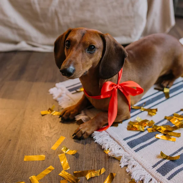 Kırmızı boyun bandı ile küçük şirin kahverengi daksund köpek yavrusu. Arka plan üzerinde Noel olduğunu