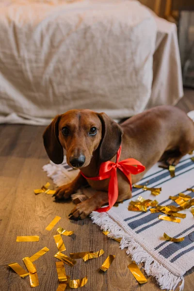 Kırmızı boyun bandı ile küçük şirin kahverengi daksund köpek yavrusu. Arka plan üzerinde Noel olduğunu