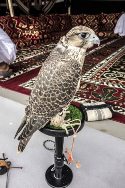  Ulu şahin yakın çekim profil portresi. Avcılık şahin-ulu bir stand Arapça bir çadırda.