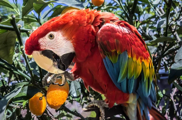 Okos Szép Aranyos Vicces Madár Piros Kék Sárga Ara Papagáj — Stock Fotó