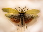 Szöcske (Phymateus leprosus) elterjedése szárnyakkal