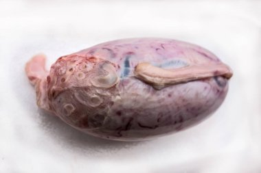 Beyaz bir arka plan üzerinde boğa testisi