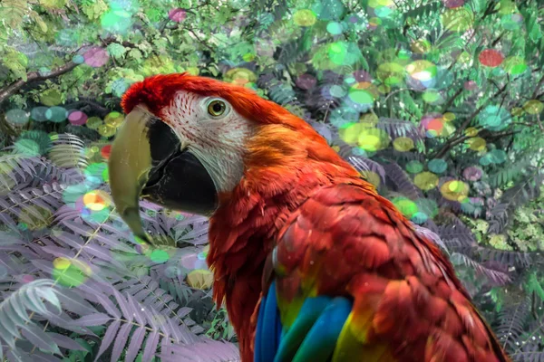 Красный ара-попугай — стоковое фото