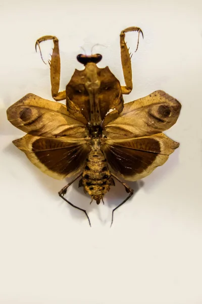 Dead Leaf Mantis (Deroplatys desiccata Westwood) — Stock Photo, Image