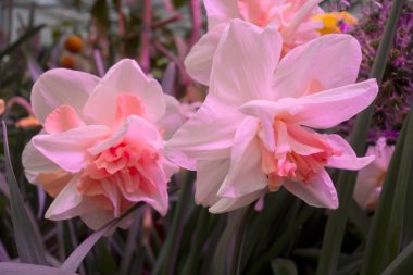 Çiçek açan nergis pembe çekicilik