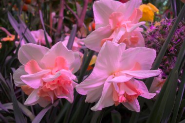 Çiçek açan nergis pembe çekicilik