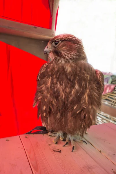 Saker falcon bird. Beautiful predator dark color looking left — Stock Photo, Image