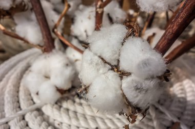 Pamuk p doğal kurutulmuş dal üzerinde pamuklu yakın çekim bolls