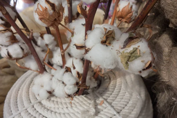 Bolos com algodão close-up em galho seco natural de algodão p — Fotografia de Stock