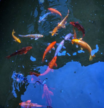 Mavi su bahçesinde yüzme Fantezi ve renkli sazan balık Koi