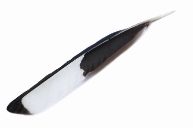 Beyaz arkaplanda tek tüy izole edildi