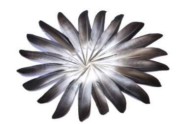 Beyaz arka plan üzerinde tüyler daire