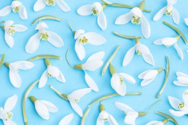 Mavi zemin üzerine beyaz kardelen