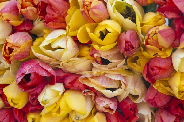 Куча Разноцветных Тюльпанов Рынке — стоковое фото