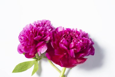 Beyaz arkaplanda pembe şakayıklar