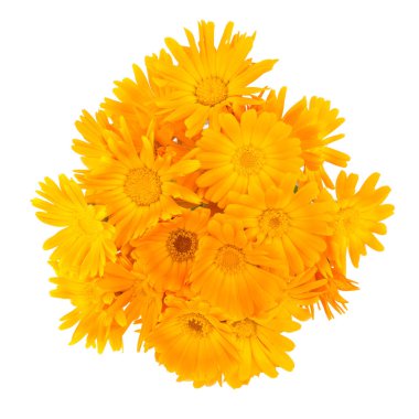 Beyaz arka plan üzerinde izole kadife çiçeği buketi