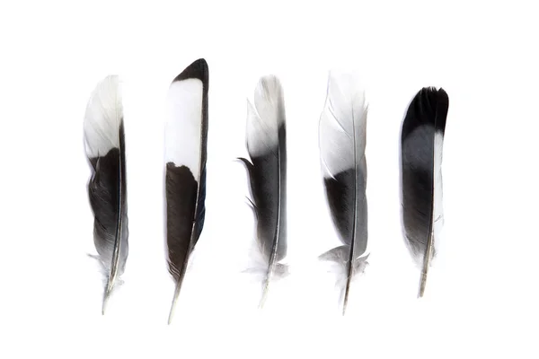 Various Feathers Isolated White Background — Stock Photo, Image