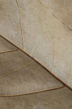 Kuru sonbahar yaprak dokusu