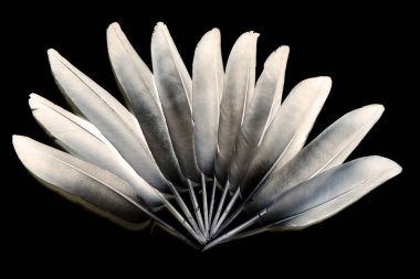 beyaz arkaplanda tüyler